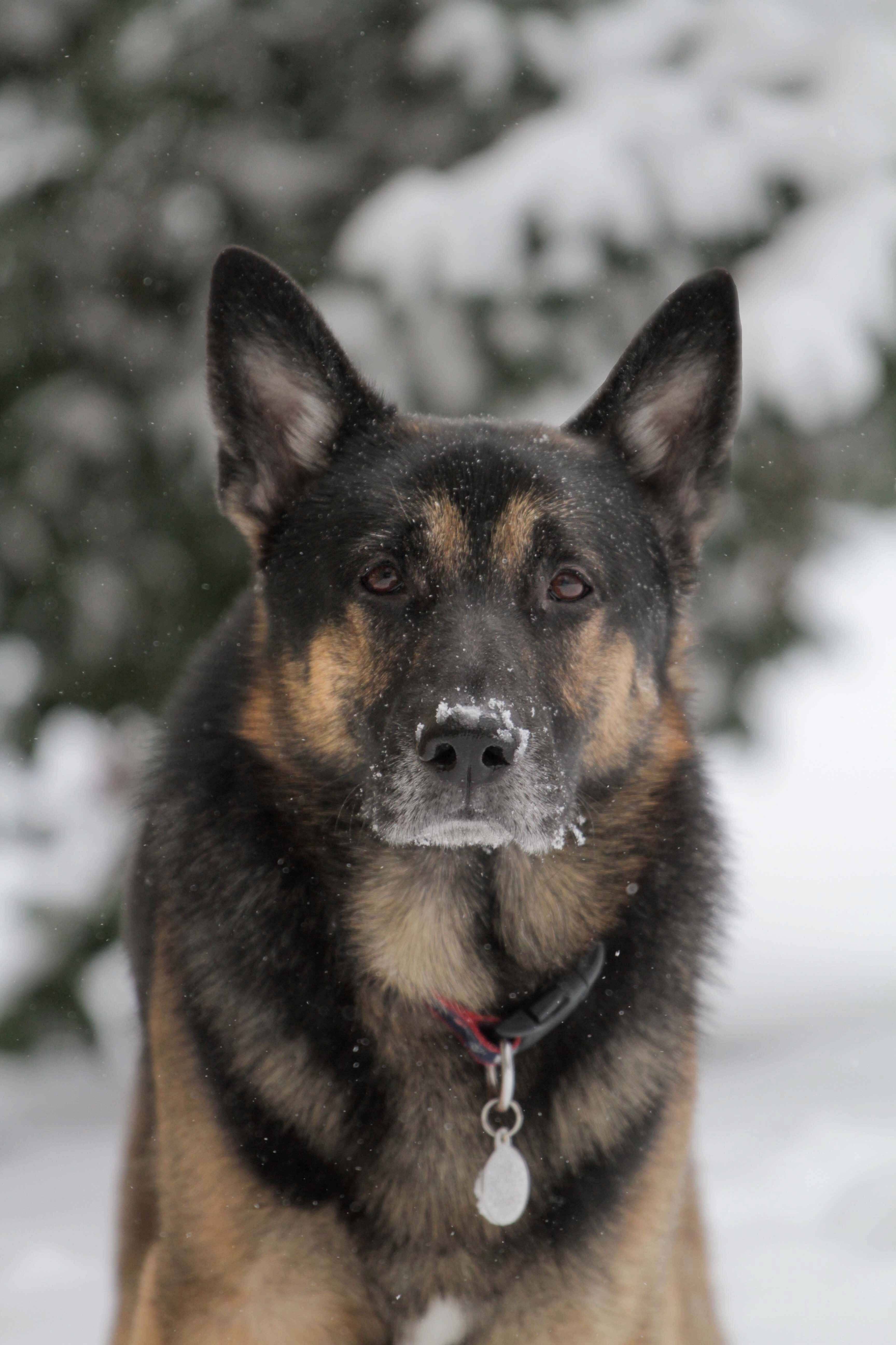 How do you handle a German Shepherd's need for outdoor play in an apartment?
